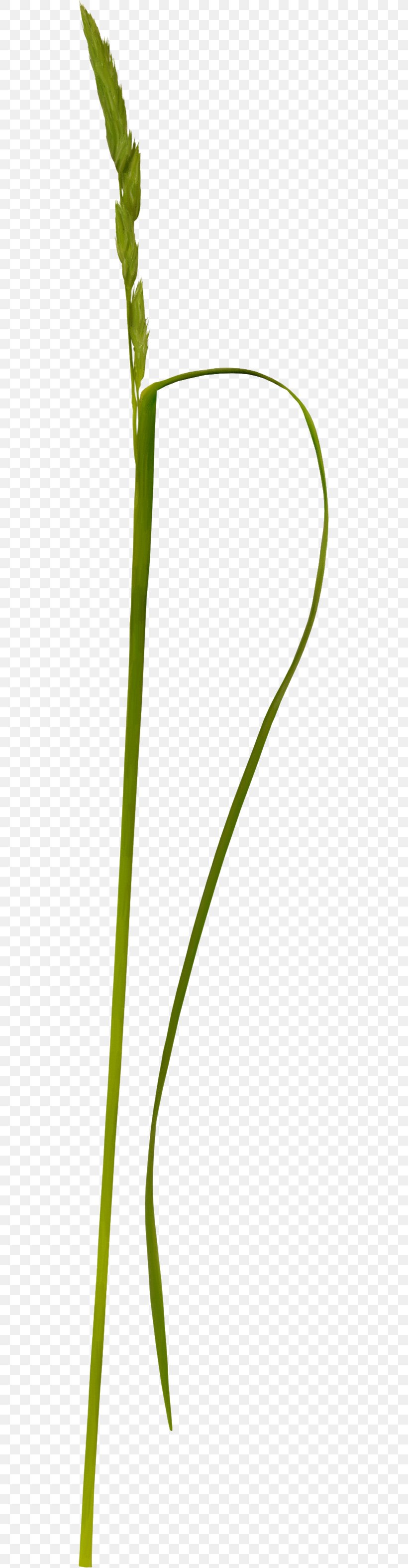 Grasses Weed Clip Art, PNG, 503x3148px, Grasses, Beach Rose, Flora, Flower, Grass Download Free