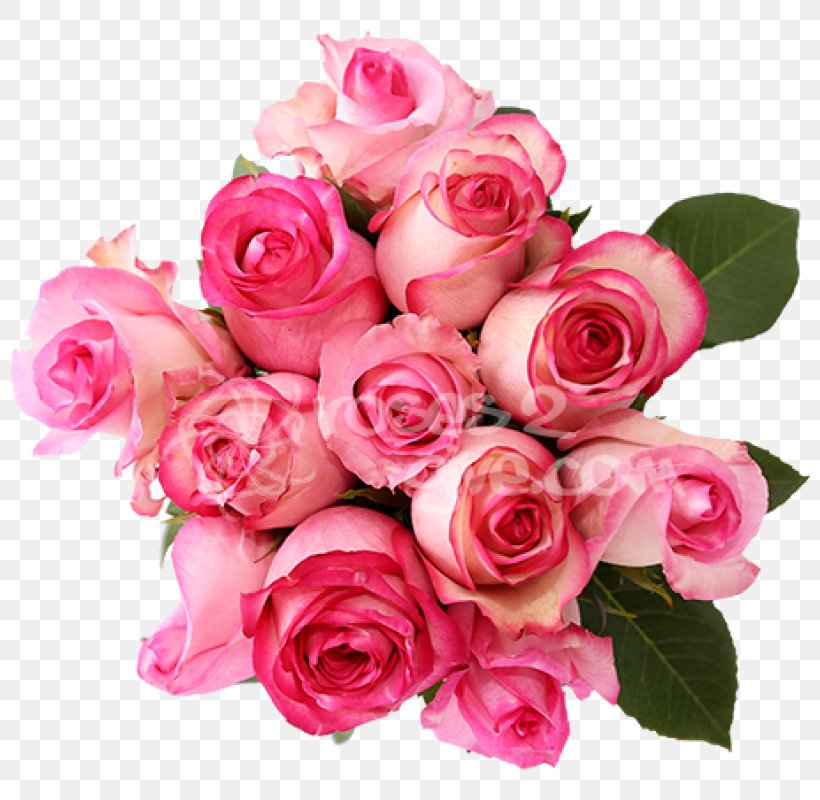 Cut Flowers Pink Garden Roses Flower Bouquet, PNG, 800x800px, Flower, Centifolia Roses, Color, Cut Flowers, Floral Design Download Free