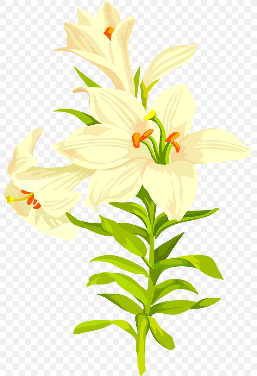Lilium Flower, PNG, 796x1200px, Lilium, Computer Software, Cut Flowers, Flora, Floral Design Download Free
