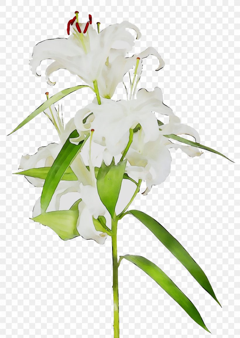 Moth Orchids Cut Flowers Floral Design Flower Bouquet, PNG, 1169x1642px, Moth Orchids, Artificial Flower, Bouquet, Crinum, Cut Flowers Download Free