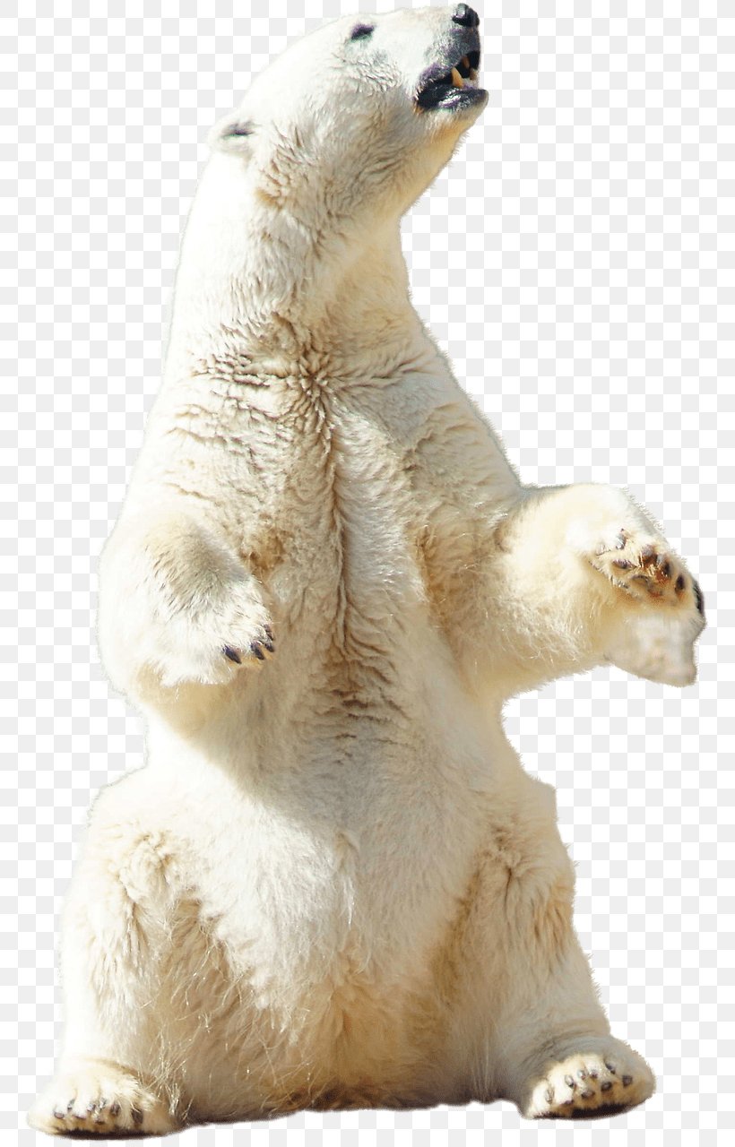 Polar Bear Arctic Download, PNG, 768x1280px, Polar Bear, Arctic, Bear, Brown Bear, Carnivoran Download Free