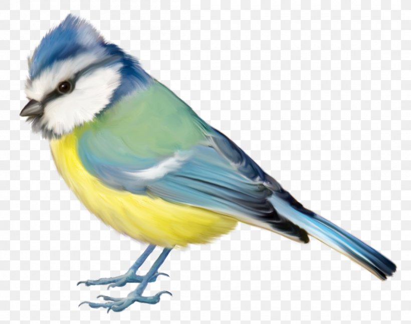 Bird Blue Jay Finch Clip Art, PNG, 1100x868px, Bird, Beak, Blue Jay, Chickadee, Christmas Download Free