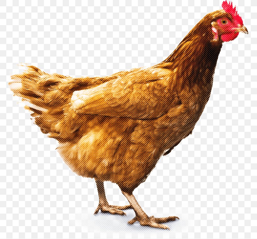 Bird Chicken Rooster Beak Fowl, PNG, 767x761px, Bird, Beak, Chicken, Comb, Fowl Download Free