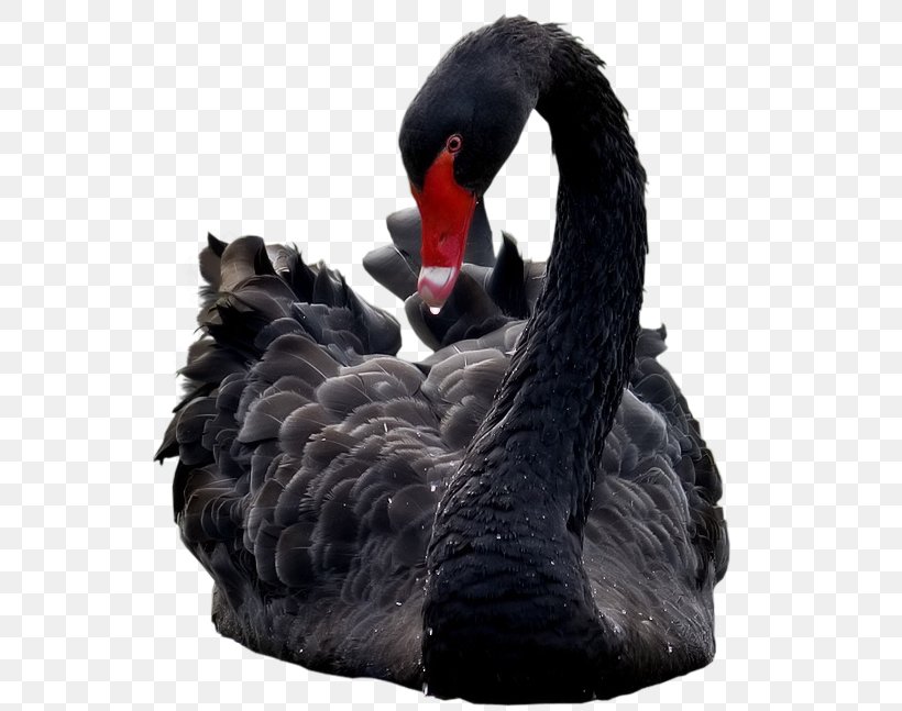 Black Swan Bird Ducks Le Cygne Yandex, PNG, 644x647px, Black Swan, Aliexpress, Beak, Bird, Creativity Download Free