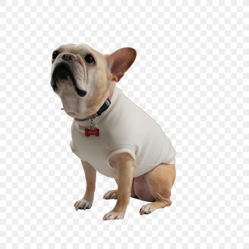 French Bulldog Toy Bulldog T-shirt Dog Breed, PNG, 2048x2048px, French Bulldog, Bulldog, Carnivoran, Clothing, Collar Download Free