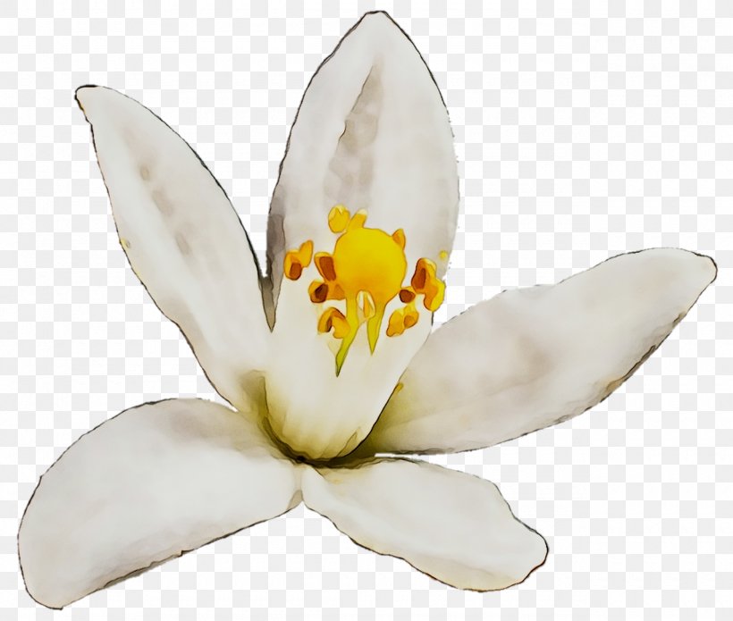 Moth Orchids, PNG, 1280x1085px, Moth Orchids, Crocus, Flower, Flowering Plant, Lily Family Download Free