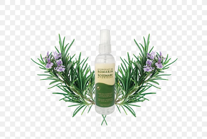 Rosemary Herbal Distillate Cosmetics Essential Oil, PNG, 600x549px, Rosemary, Argan Oil, Capelli, Cosmetics, Essential Oil Download Free