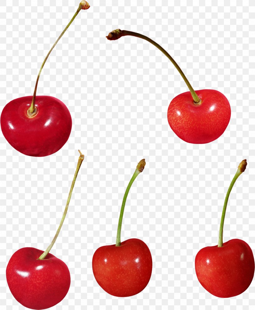 Cherry Food Cerasus, PNG, 3987x4842px, Cherry, Acerola, Blackberry, Cerasus, Digital Image Download Free