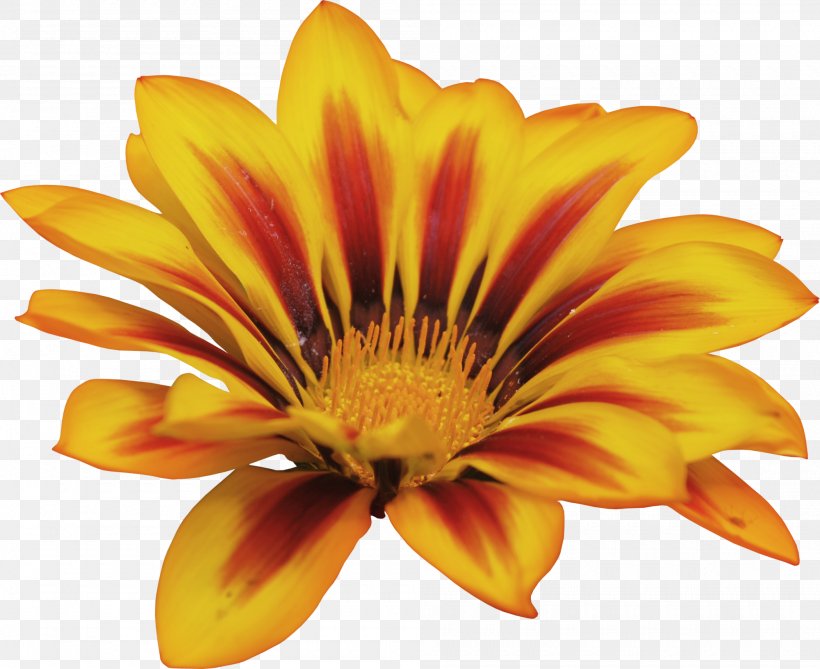 Cut Flowers Clip Art, PNG, 2000x1632px, Flower, Cut Flowers, Daisy Family, Flower Garden, Flowering Plant Download Free