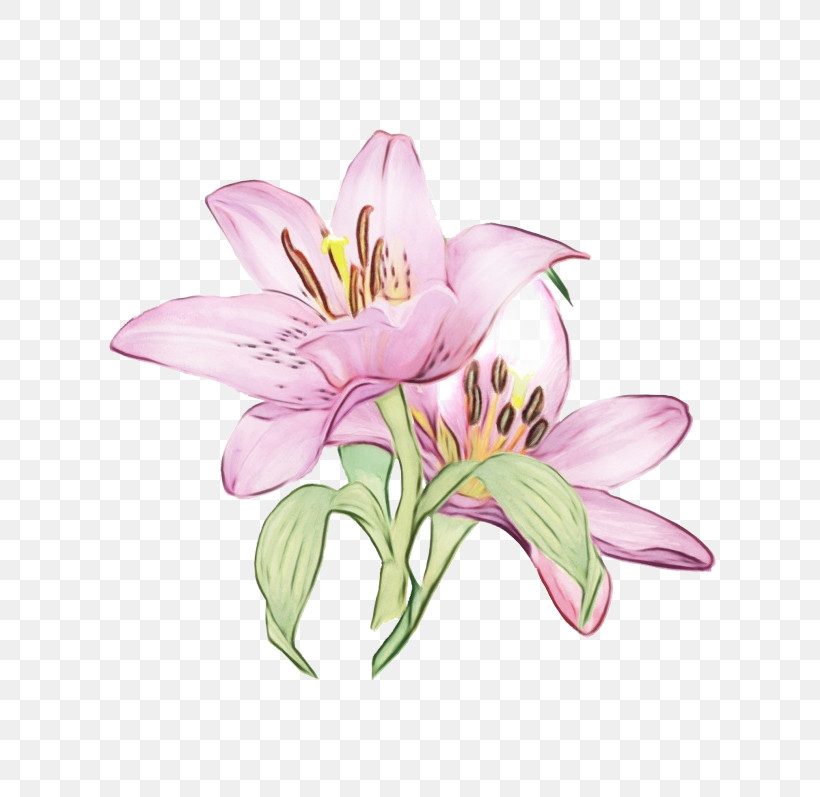 Cut Flowers Lily Of The Incas Flower Violet Petal, PNG, 700x797px, Watercolor, Biology, Common Lilac, Cut Flowers, Flower Download Free