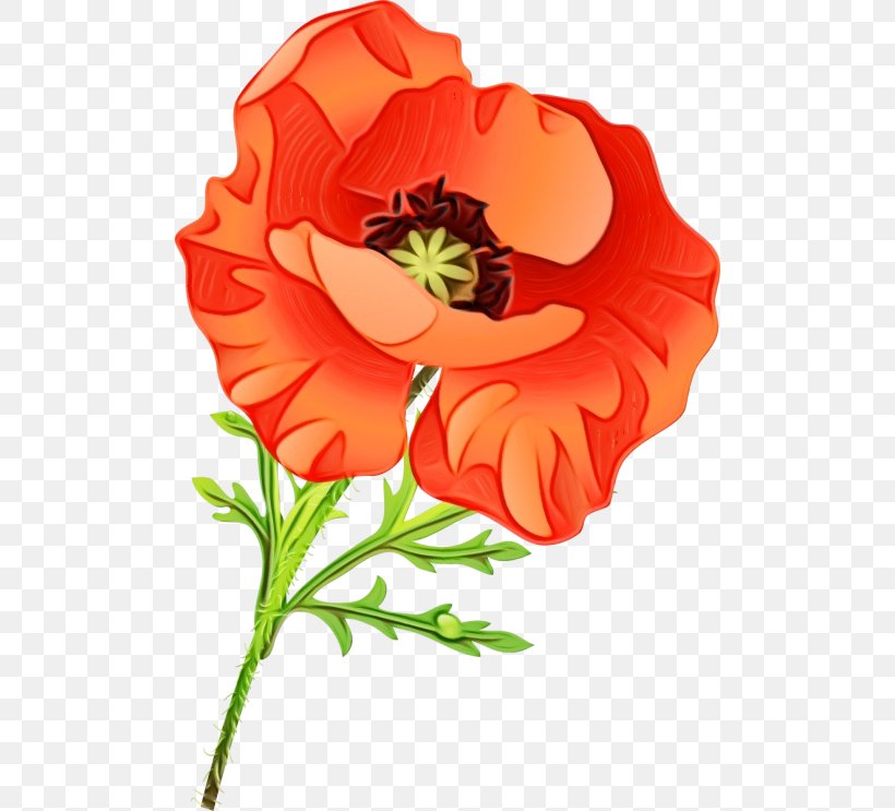 Flower Flowering Plant Red Petal Plant, PNG, 500x743px, Watercolor, Coquelicot, Corn Poppy, Flower, Flowering Plant Download Free