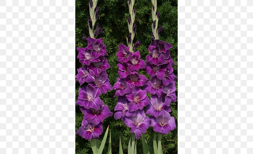 Plant Gladiolus Flower Bulb Lilium, PNG, 500x500px, Plant, Annual Plant, Bellflower Family, Bulb, Common Name Download Free