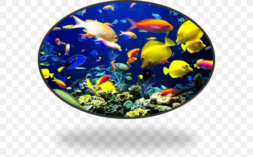 Coral Reef Fish Tropical Fish Ocean, PNG, 577x508px, Coral Reef, Animal, Aquarium, Coral, Coral Reef Fish Download Free