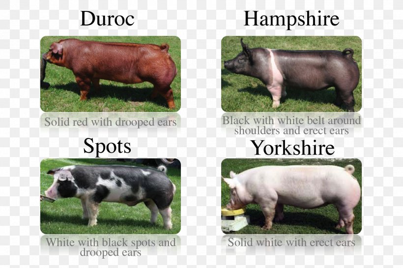 Miniature Pig Breed Chester White Oxford Sandy And Black, PNG, 1800x1200px, Pig, Animal Husbandry, Breed, Bull, Cattle Like Mammal Download Free