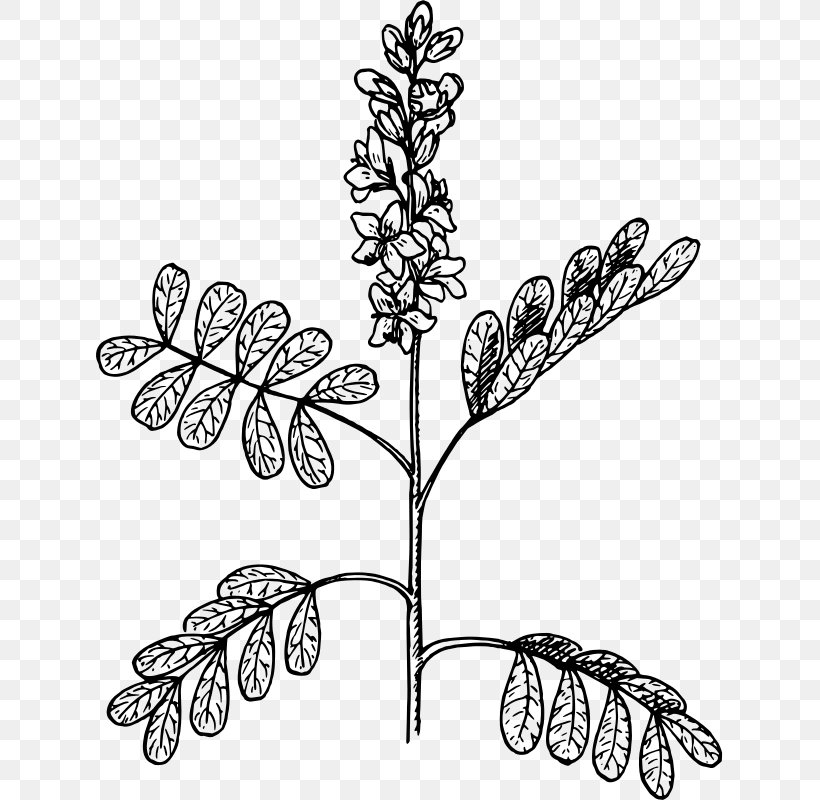 Twig Visual Arts Plant Stem Line Art, PNG, 627x800px, Twig, Art, Black And White, Branch, Drawing Download Free