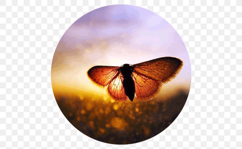 亲子关系 Child Information Contradiction Parent, PNG, 500x506px, Child, Brush Footed Butterfly, Butterfly, Concept, Contradiction Download Free