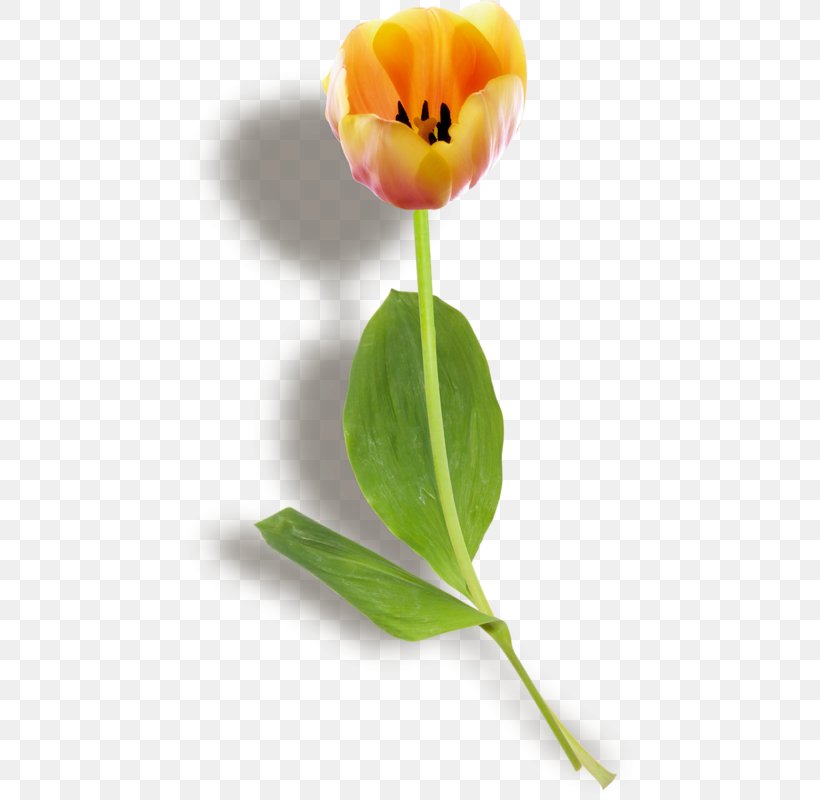 Tulip Desktop Wallpaper, PNG, 460x800px, Tulip, Citation, Computer Network, Flower, Flowering Plant Download Free