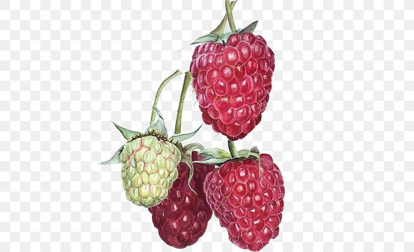 Watercolor Painting Drawing Art Illustration, PNG, 500x500px, Watercolor Painting, Accessory Fruit, Art, Berry, Blackberry Download Free