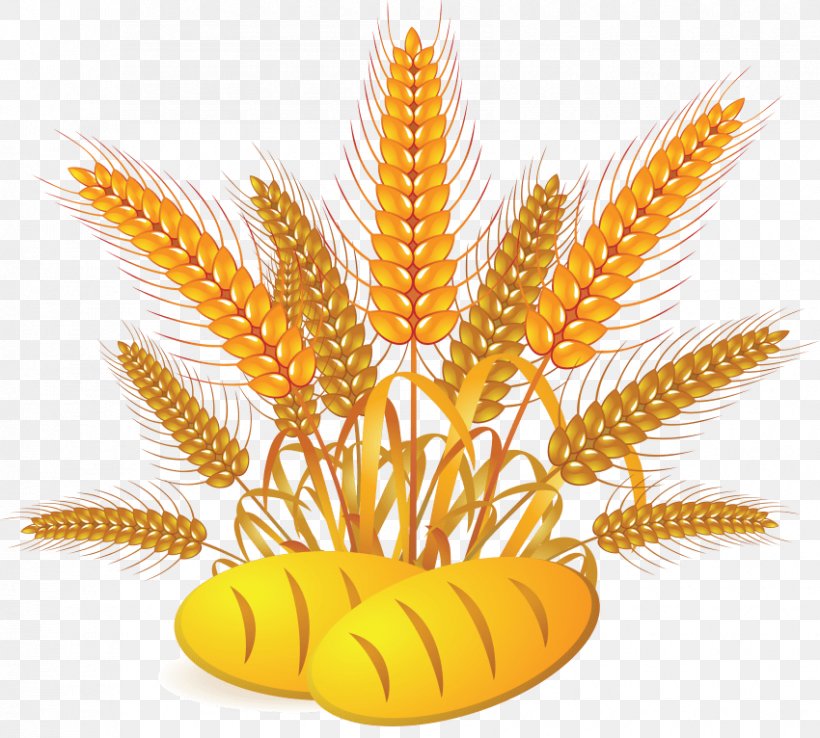 Wheat Vector Graphics Clip Art Image Bread, PNG, 850x766px, Wheat, Bread, Cereal, Commodity, Ear Download Free