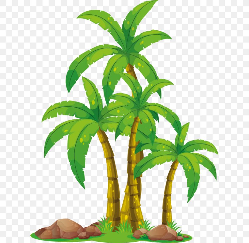 Coconut Vector Graphics Palm Trees Illustration, PNG, 800x800px, Coconut, Arecales, Cartoon, Drawing, Flower Download Free