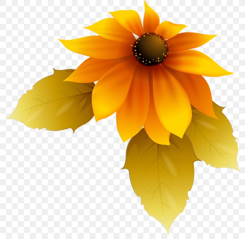 Common Sunflower Animaatio Blanket Flowers, PNG, 790x800px, Common Sunflower, Animaatio, Blanket Flowers, Cartoon, Daisy Family Download Free
