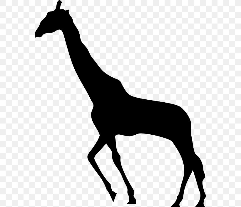 Giraffe Silhouette, PNG, 582x704px, Giraffe, Animal, Black And White, Cartoon, Giraffidae Download Free