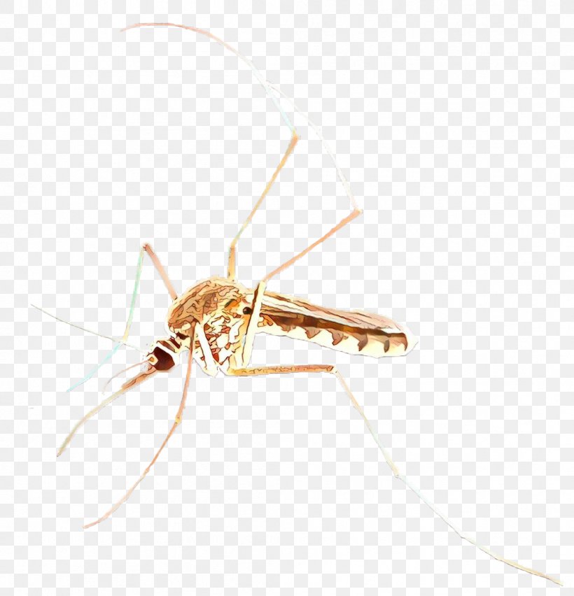 Mosquito Insect, PNG, 1053x1095px, Cartoon, Arthropod, Insect, Invertebrate, Membrane Download Free