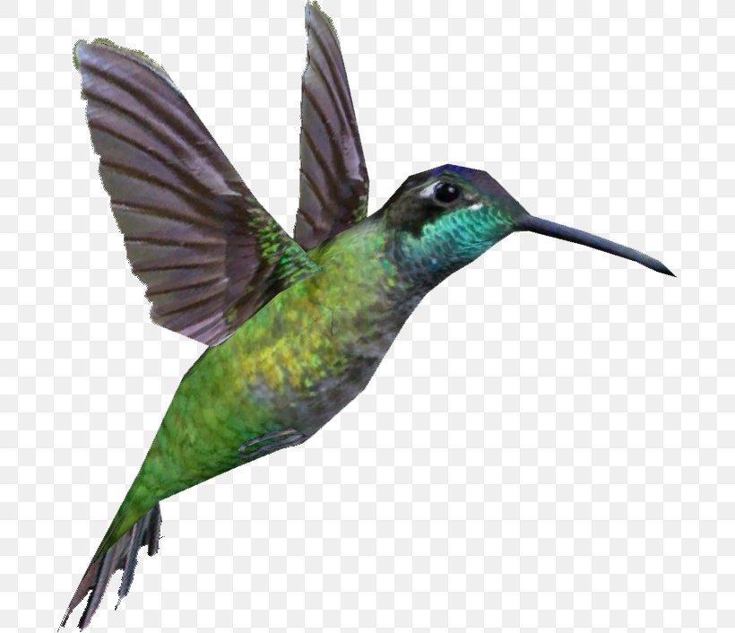 Rivoli's Hummingbird Anna's Hummingbird Portable Network Graphics Swifts, PNG, 706x706px, Hummingbird, Animal, Apodiformes, Beak, Bird Download Free