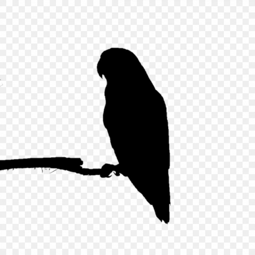 Beak Bird Of Prey Fauna Silhouette, PNG, 2289x2289px, Beak, Bird, Bird Of Prey, Blackandwhite, Falconiformes Download Free