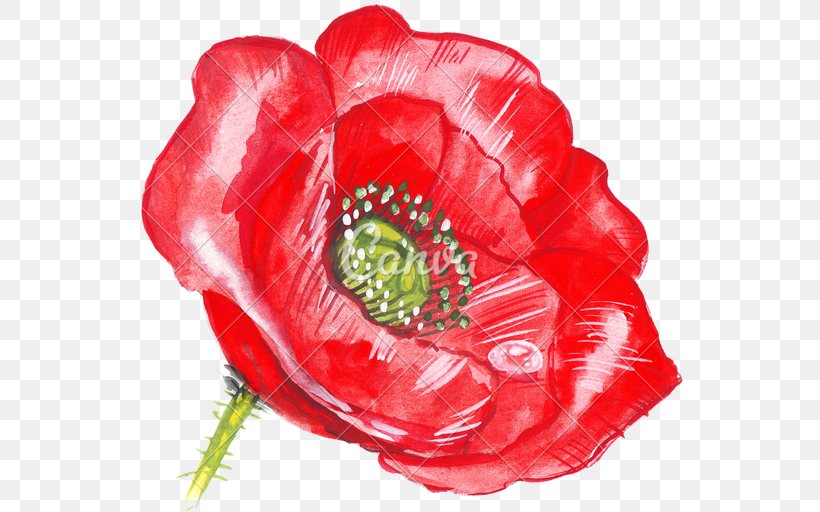 Common Poppy Drawing Flower Hand, PNG, 550x512px, Poppy, Canva, Common Poppy, Coquelicot, Drawing Download Free