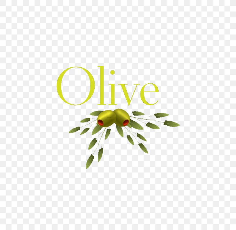 Olive Oil Olive Leaf, PNG, 800x800px, Olive, Area, Brand, Flora, Floral Design Download Free