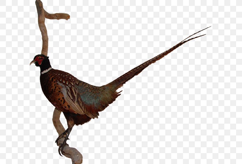 Pheasant Feather Beak Animal Chicken As Food, PNG, 650x557px, Pheasant, Animal, Animal Figure, Beak, Bird Download Free