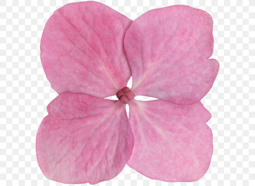 Pink M, PNG, 600x600px, Pink M, Flower, Magenta, Petal, Pink Download Free