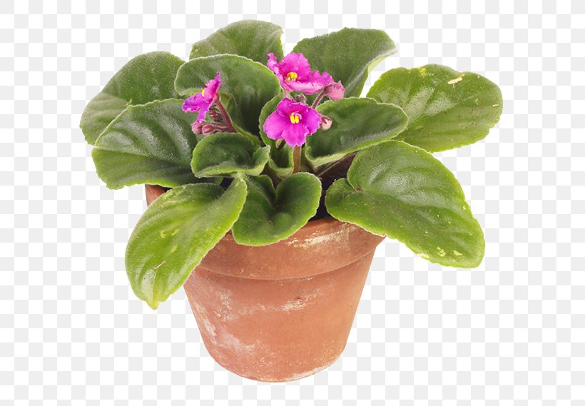 Flowerpot Houseplant Garden Succulent Plant, PNG, 613x569px, Flowerpot, African Violets, Bonsai, Cutting, Flower Download Free