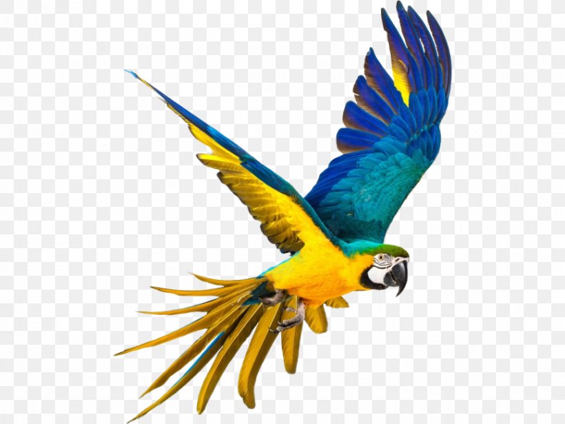 Parrot Stock Photography Bird Macaws, PNG, 866x650px, Parrot, Beak, Bird, Budgie, Grey Parrot Download Free