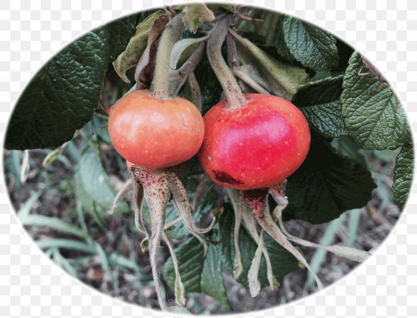 Rose Hip Bush Tomato Cherry Shrub, PNG, 1000x762px, Rose Hip, Berry, Bush Tomato, Cherry, Fruit Download Free