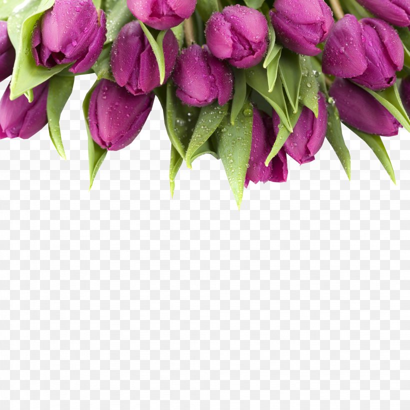 Tulip Purple Flower Stock Photography Wallpaper, PNG, 4309x4309px, Tulip, Cut Flowers, Floral Design, Floristry, Flower Download Free