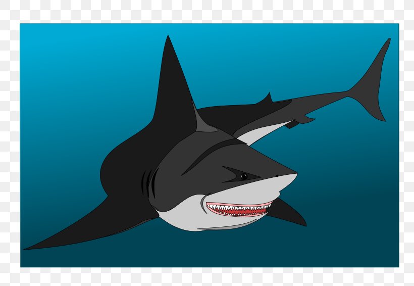 Whale Shark Drawing Great White Shark Fish Png 800x566px Shark