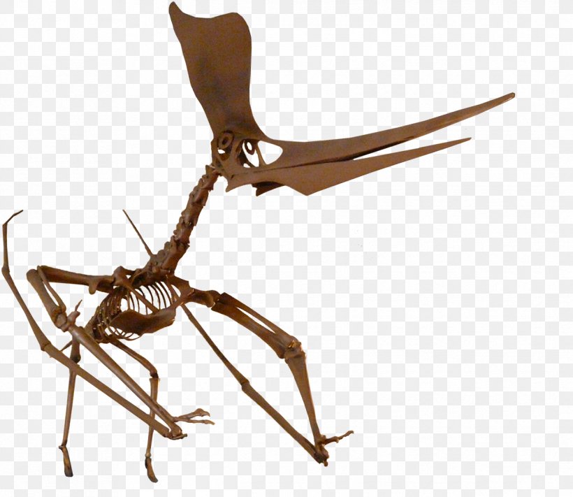 ARK: Survival Evolved Pteranodon Pterosaurs Niobrara Formation Fossil, PNG, 1245x1080px, Ark Survival Evolved, Arthropod, Dinosaur, Fossil, Geosternbergia Download Free