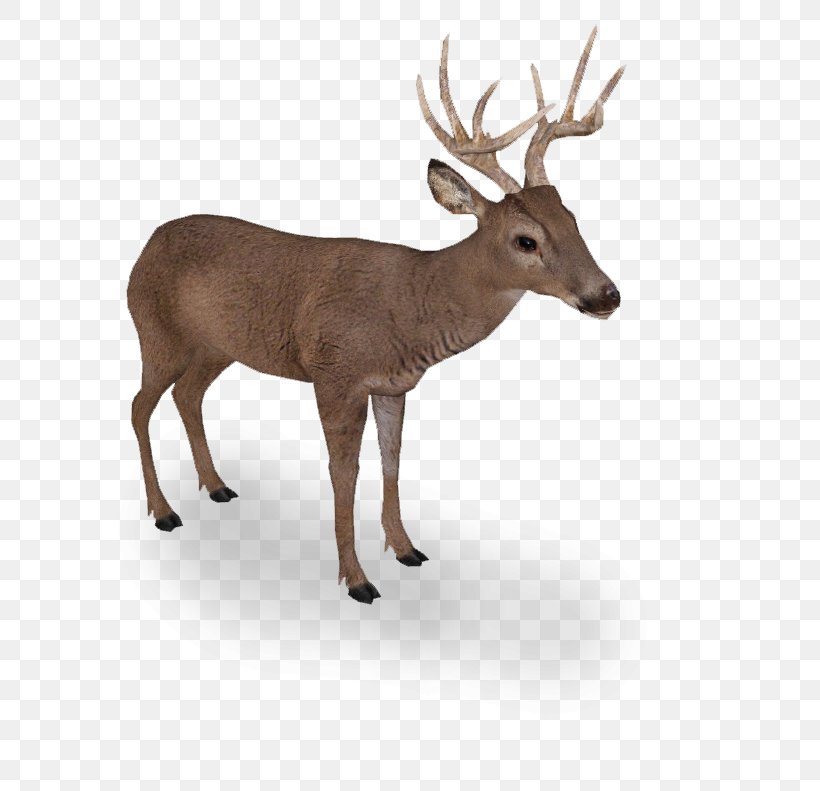 Elk White-tailed Deer Reindeer Even-toed Ungulates, PNG, 615x791px, Elk, Animal, Antler, Bison, Bison Bonasus Download Free
