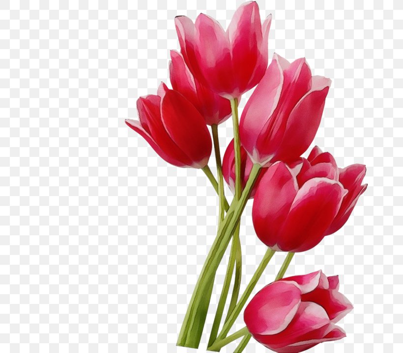 Flower Flowering Plant Petal Tulip Cut Flowers, PNG, 720x720px, Watercolor, Cut Flowers, Flower, Flowering Plant, Paint Download Free