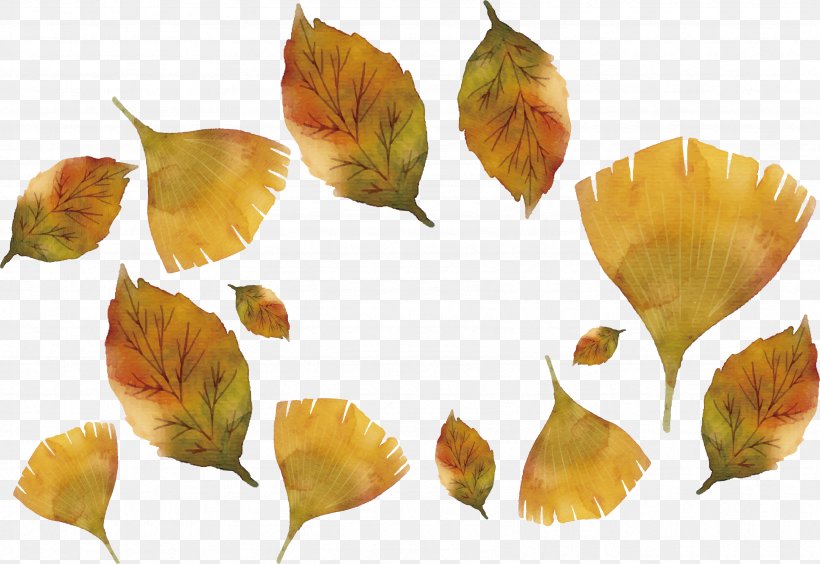 Maple Leaf Ginkgo Biloba, PNG, 3386x2332px, Leaf, Autumn, Flower, Ginkgo Biloba, Maple Download Free