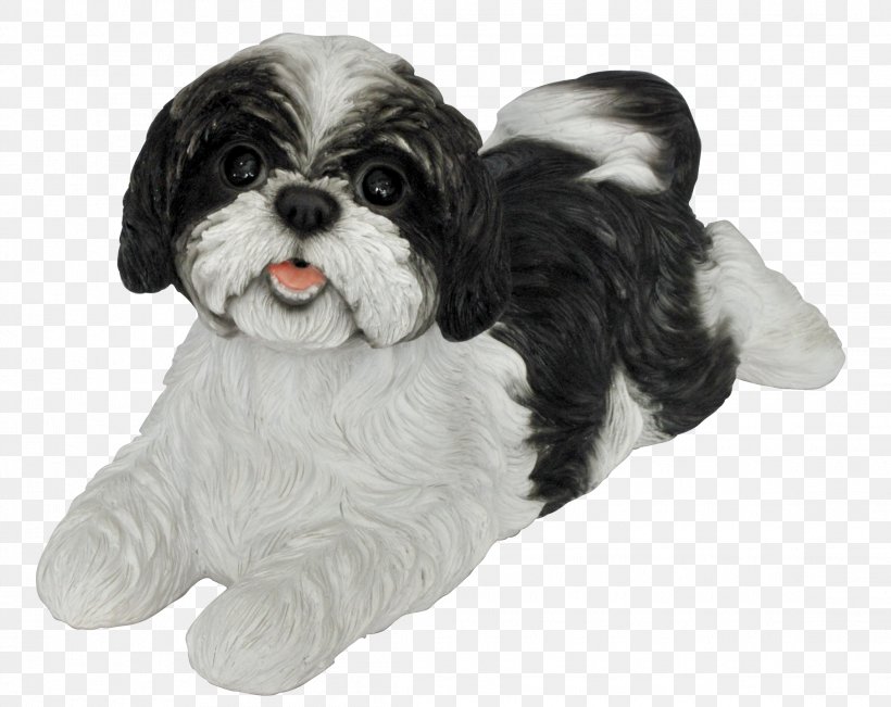 Shih Tzu Havanese Dog Cavalier King Charles Spaniel Puppy Cavapoo, PNG, 2288x1819px, Shih Tzu, Animal, Bolonka, Canidae, Carnivoran Download Free