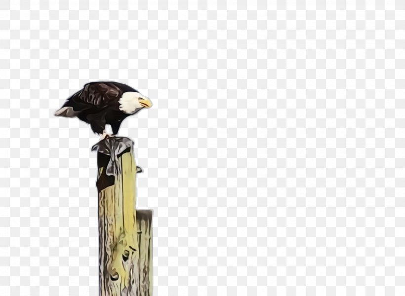 Bird Bald Eagle Eagle Bird Of Prey Beak, PNG, 2000x1464px, Watercolor, Accipitridae, Bald Eagle, Beak, Bird Download Free