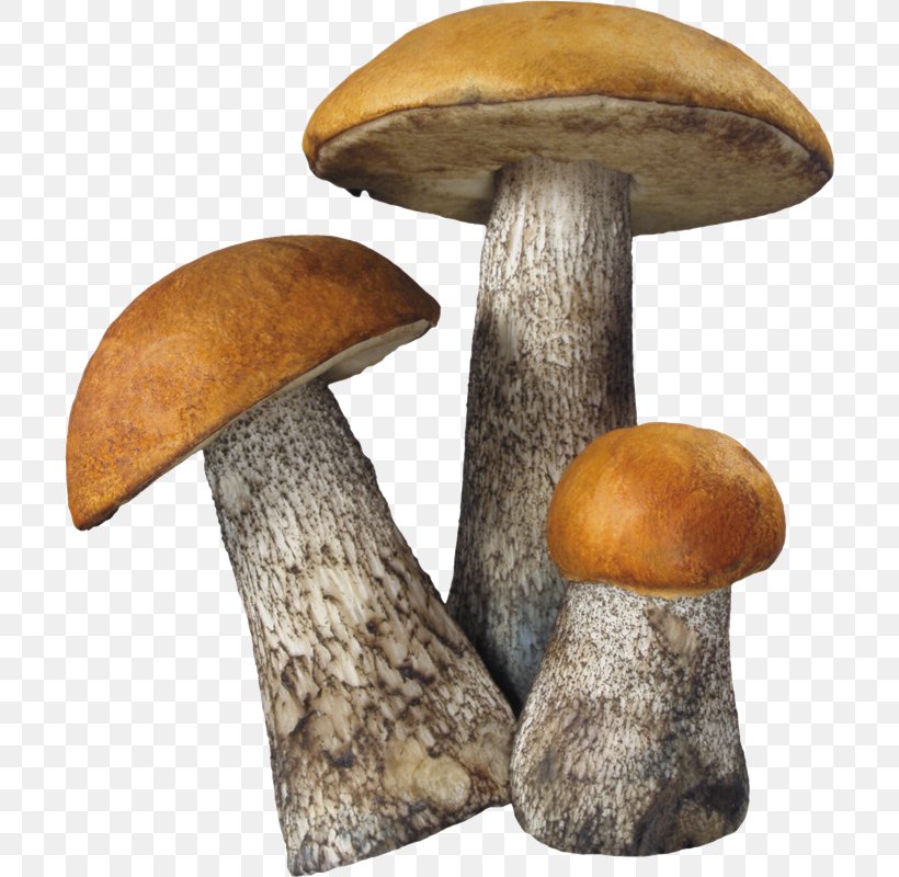 Common Mushroom Edible Mushroom, PNG, 702x800px, Mushroom, Amanita Muscaria, Common Mushroom, Edible Mushroom, Food Download Free