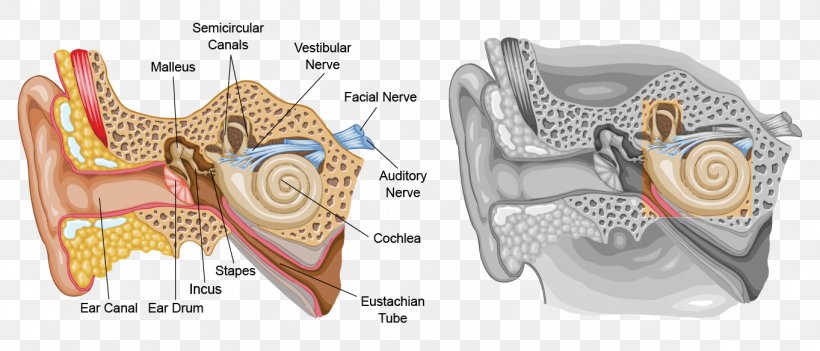 Inner Ear Eardrum Outer Ear Human Body, PNG, 1363x584px, Watercolor, Cartoon, Flower, Frame, Heart Download Free