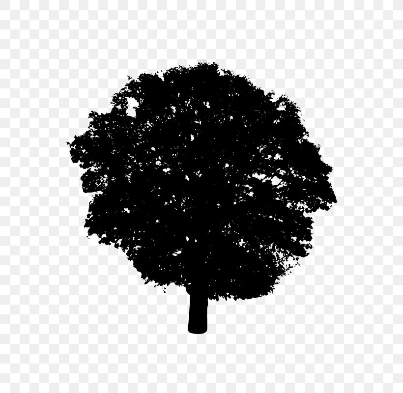 Tree Silhouette Black And White Clip Art, PNG, 568x800px, Tree, Black ...