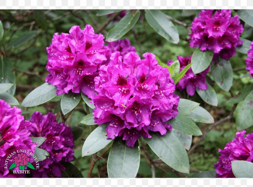 Azalea Rhododendron Herbaceous Plant Annual Plant Subshrub, PNG, 1000x740px, Azalea, Annual Plant, Flower, Flowering Plant, Herbaceous Plant Download Free