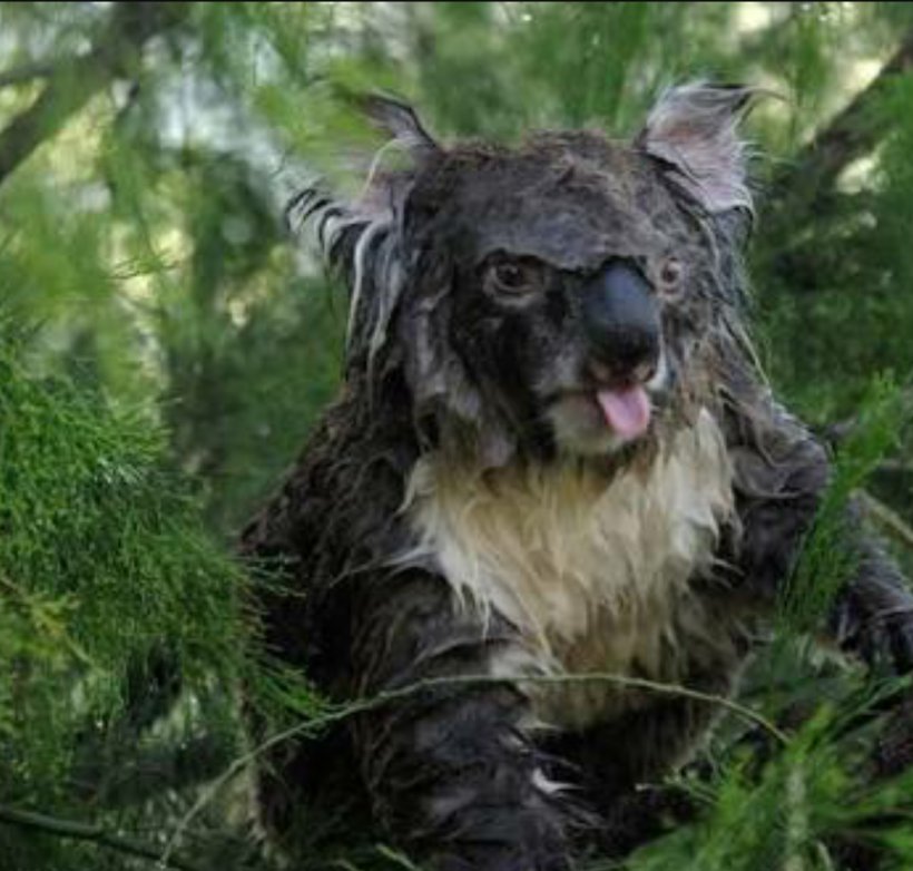 Baby Koalas Dog Cat Puppy, PNG, 1080x1031px, Koala, Animal, Baby Koalas, Cat, Cuteness Download Free