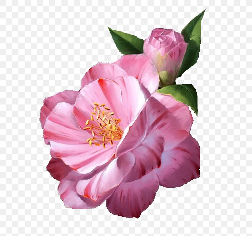 Cabbage Rose Garden Roses Floribunda Painter Mont-de-Marsan, PNG, 668x768px, Cabbage Rose, Blog, Camellia, Camellia Sasanqua, Cut Flowers Download Free